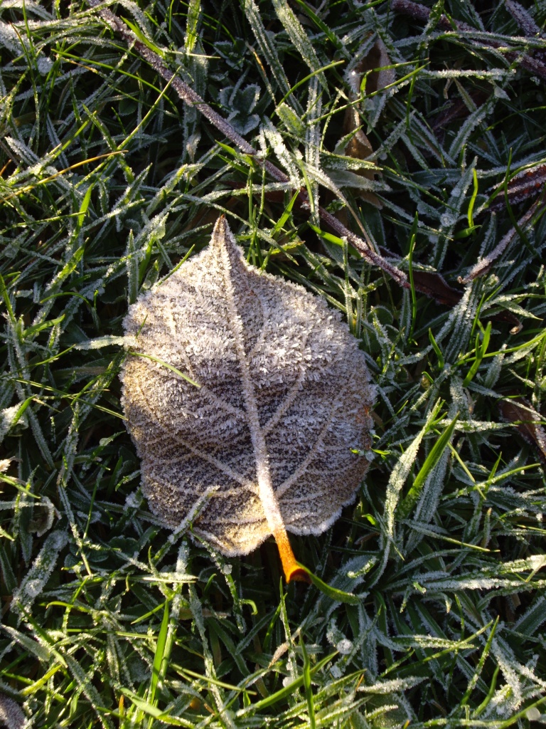 A frosty leaf